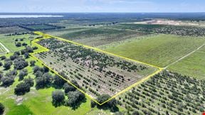 St. Helena Road 20 Acre Grove