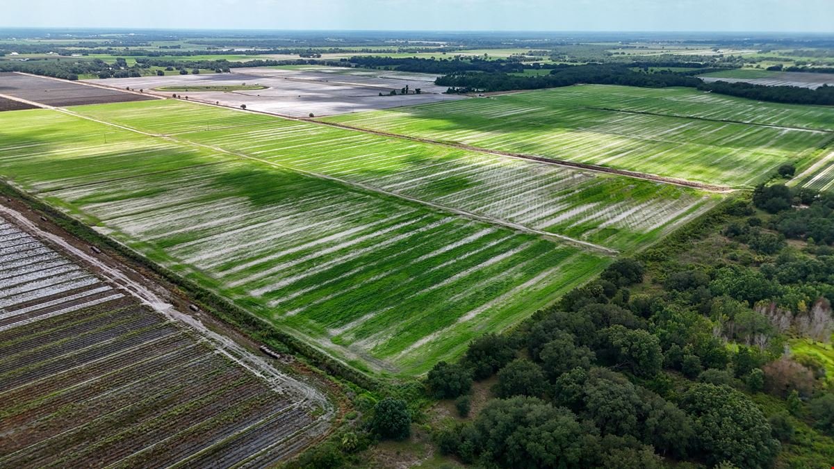 West Wauchula Farm