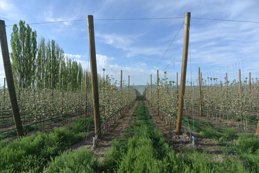 Benton Acord Orchard