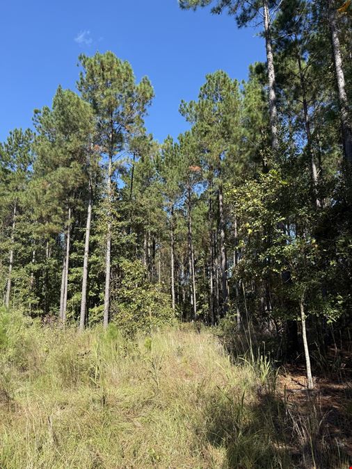Timber & Recreation Tract