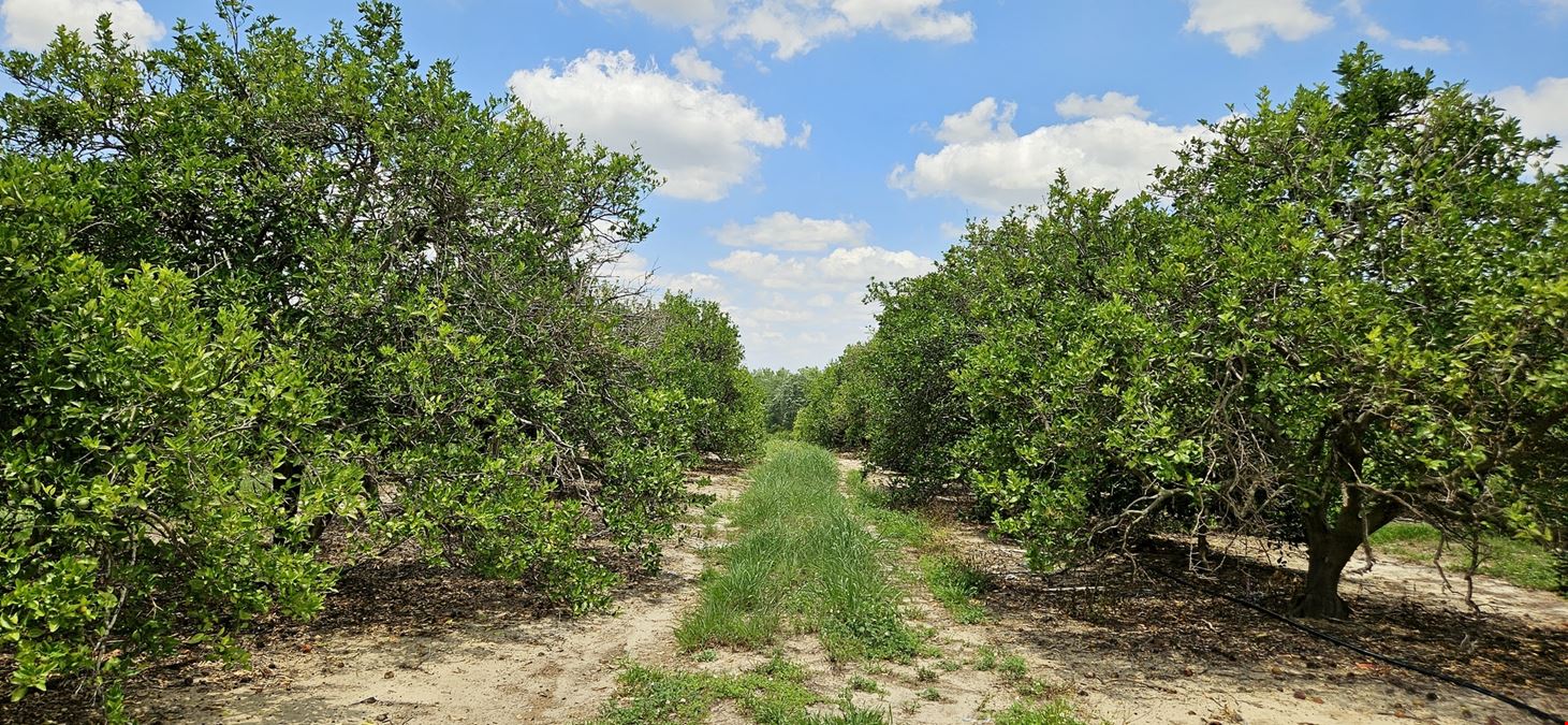 45 Acres – Valencia Grove with 10” Well in Polk County, FL