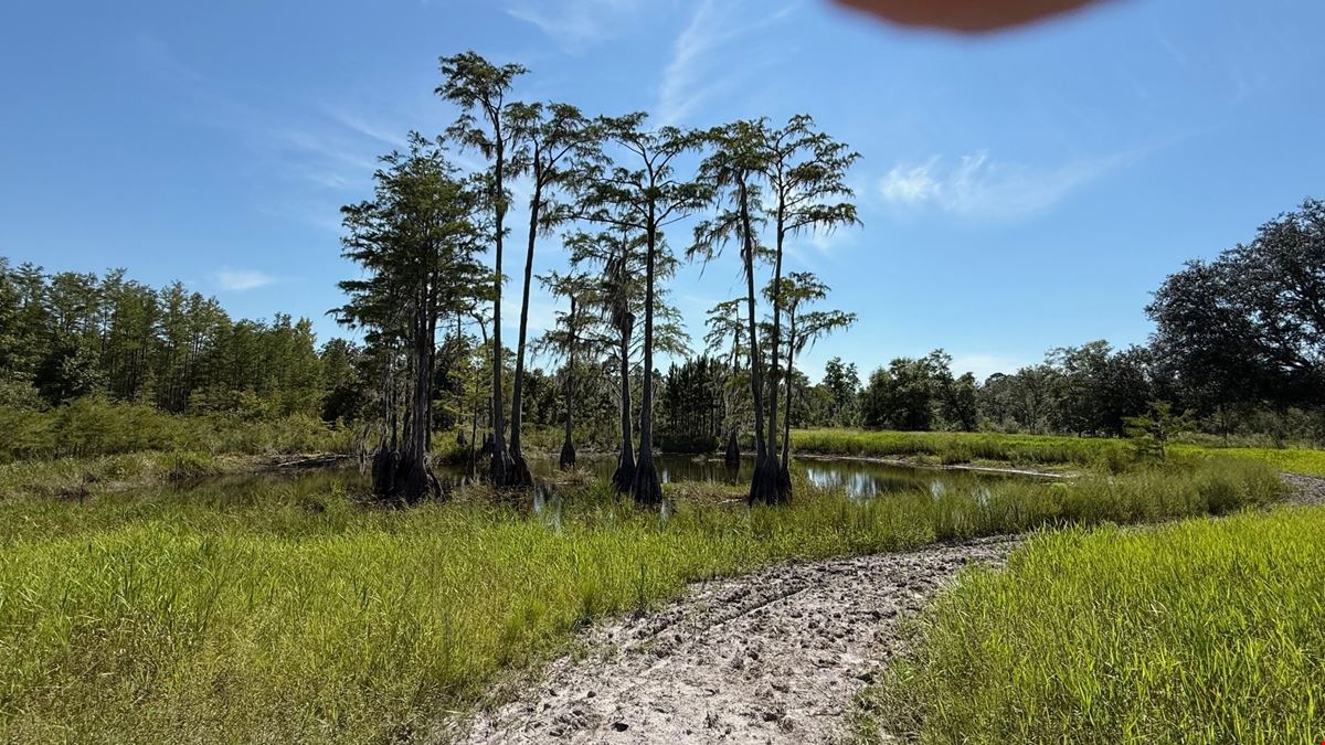 Ranch, Hunt & Invest: 280± Acres of Productive Timberland in SE Washington County