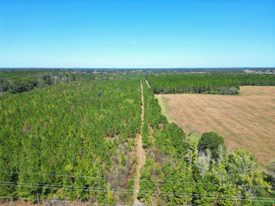 101± Acre Timber Investment with Slash Pine, Hardwoods & Hunting Near Graceville