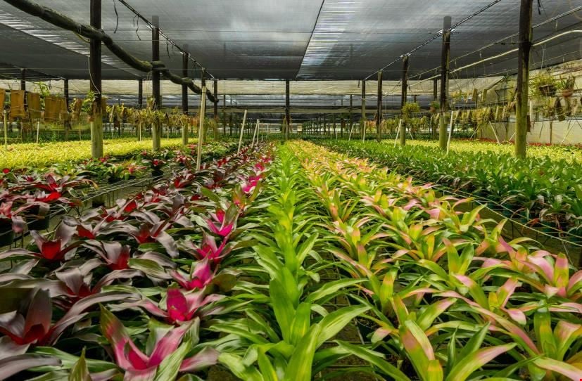 South Florida Nursery Business & Real Estate for Sale