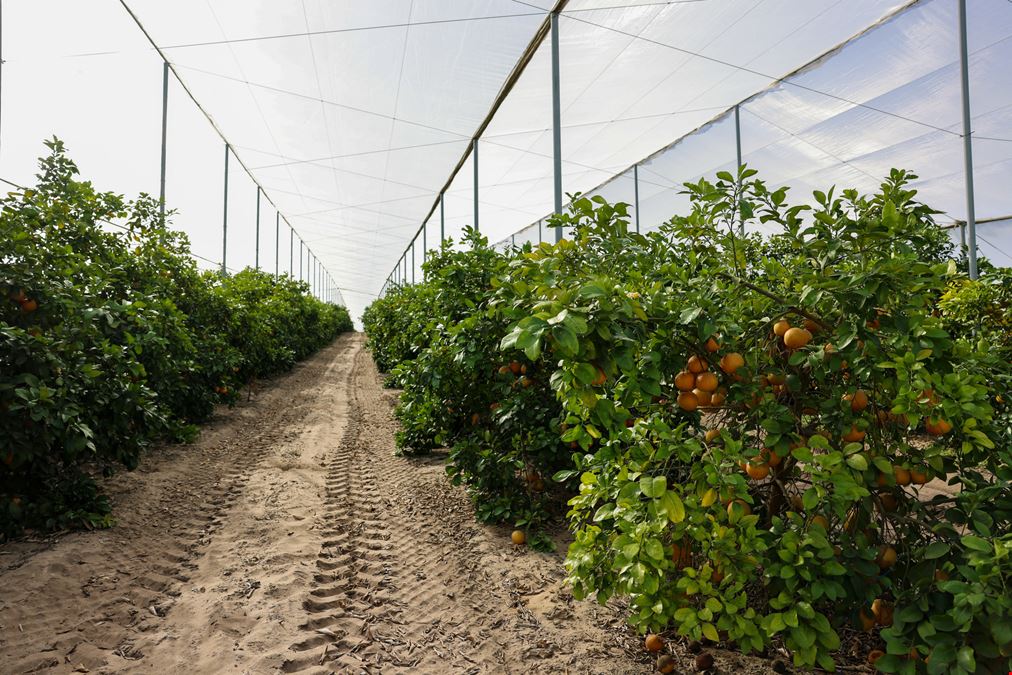Florida Rubies Agricultural Investment Property