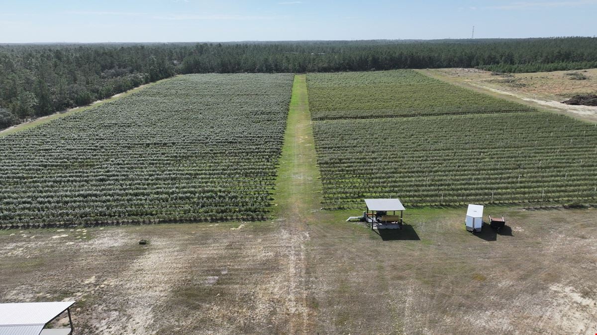 Citrus County Blueberry Farms - South