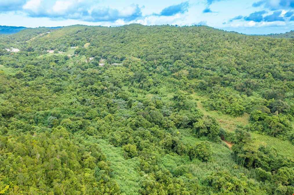 Vacant Lands Consisting 78 Cuerdas with Ocean Views in Ceiba - FOR SALE