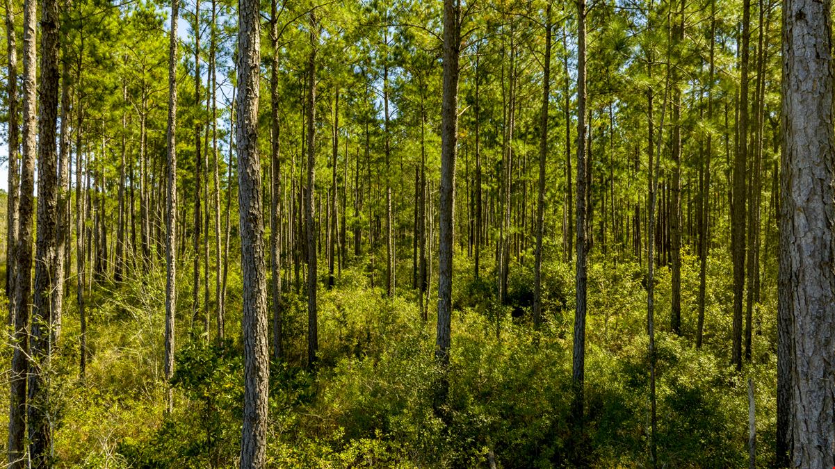 Bay Branch Pines