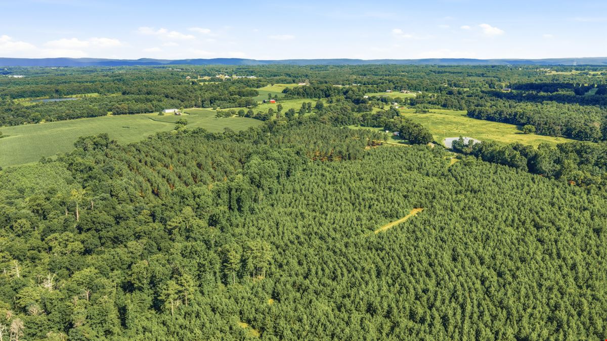 Richey Timber 40 Acres