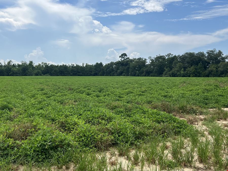 155 Acres of AG Land in Marianna, FL | Jackson County