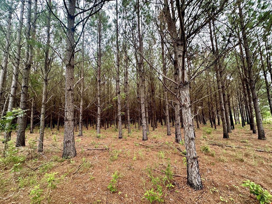 Searcy Branch Timber and Rec