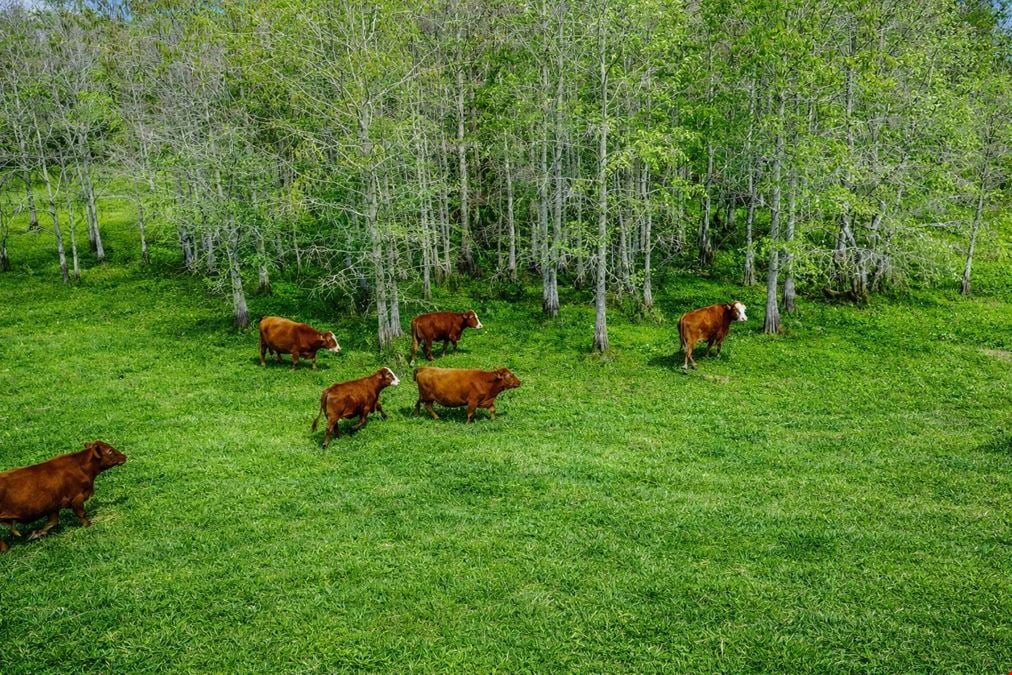 MTN Ranch