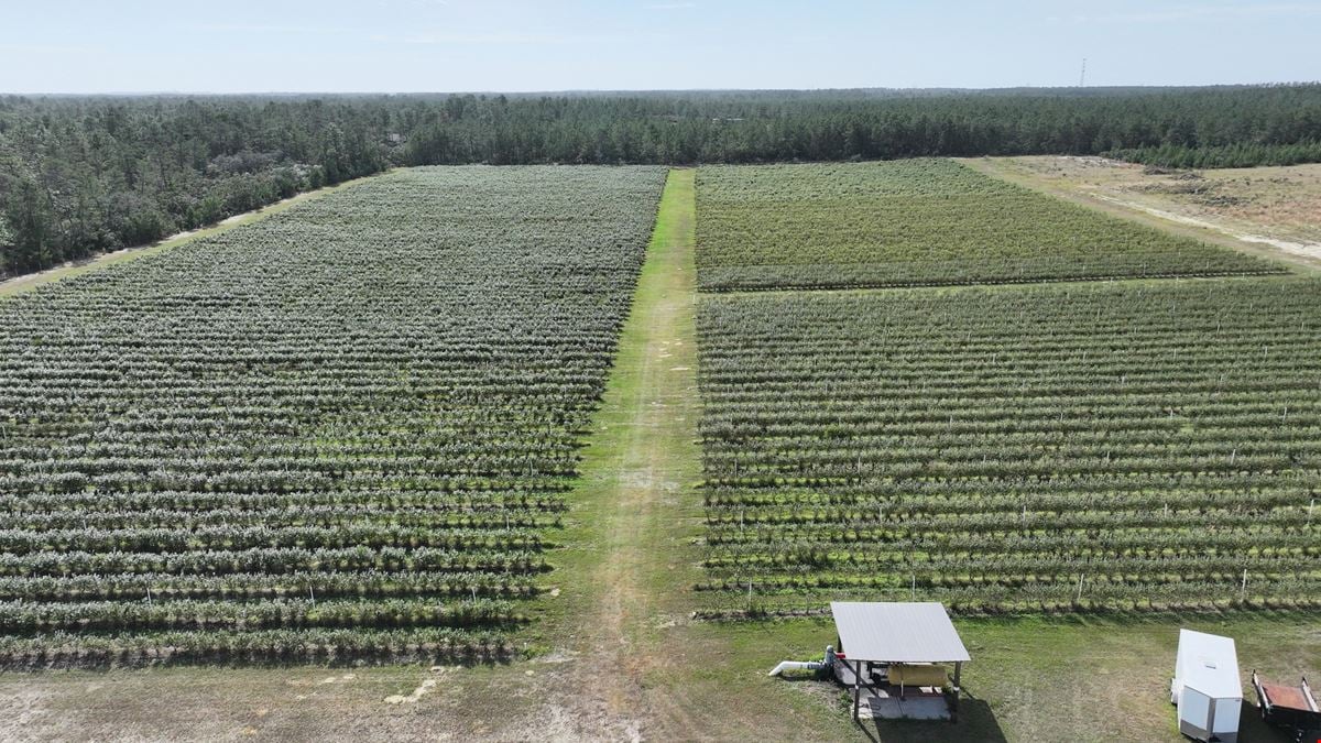 Citrus County Blueberry Farms - South