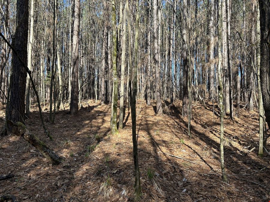 Hank Williams Road Hunting and Timber