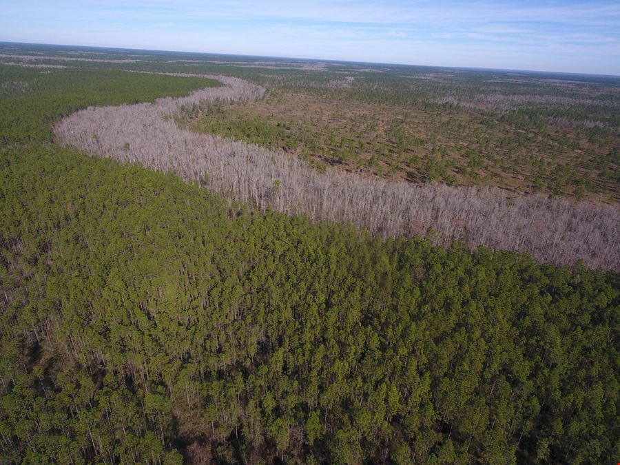 Bayou Lacombe Timberland & Mitigation Area