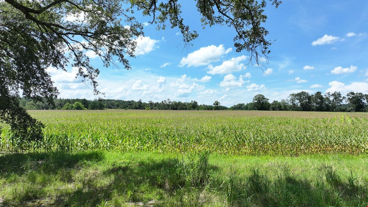 Graceville Duck Pond Farmland