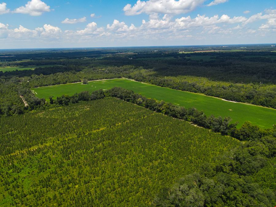 Marianna Farm and Hunting