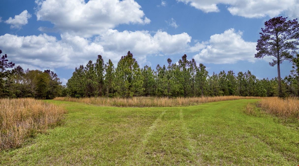 Brooks County Timberland