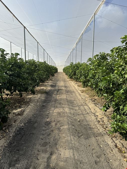 Turn-Key Citrus Under Protective Screen (CUPS) Pod