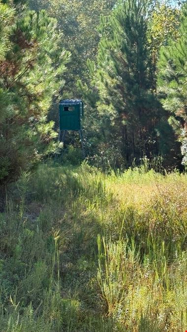 101± Acre Timber Investment with Slash Pine, Hardwoods & Hunting Near Graceville
