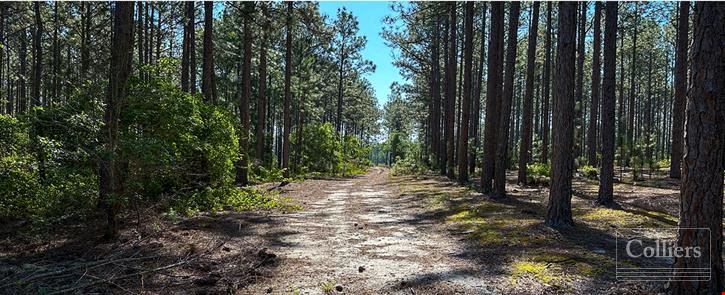 ±108-Acre Timber & Recreational Tract | Edmund, SC