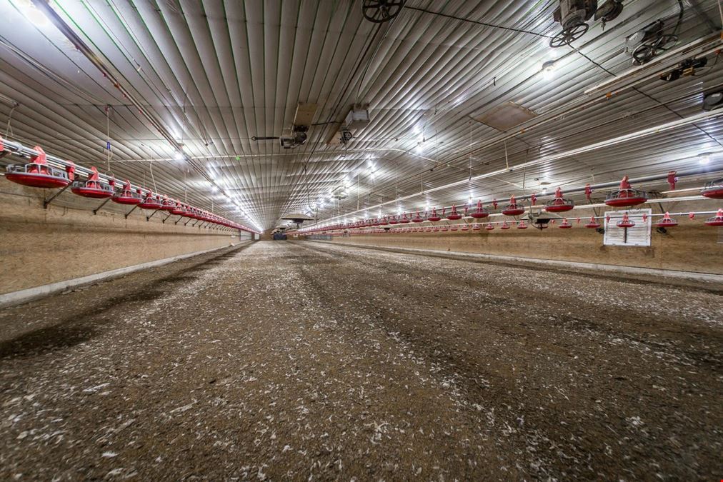 Mena AR Broiler Chicken Farm