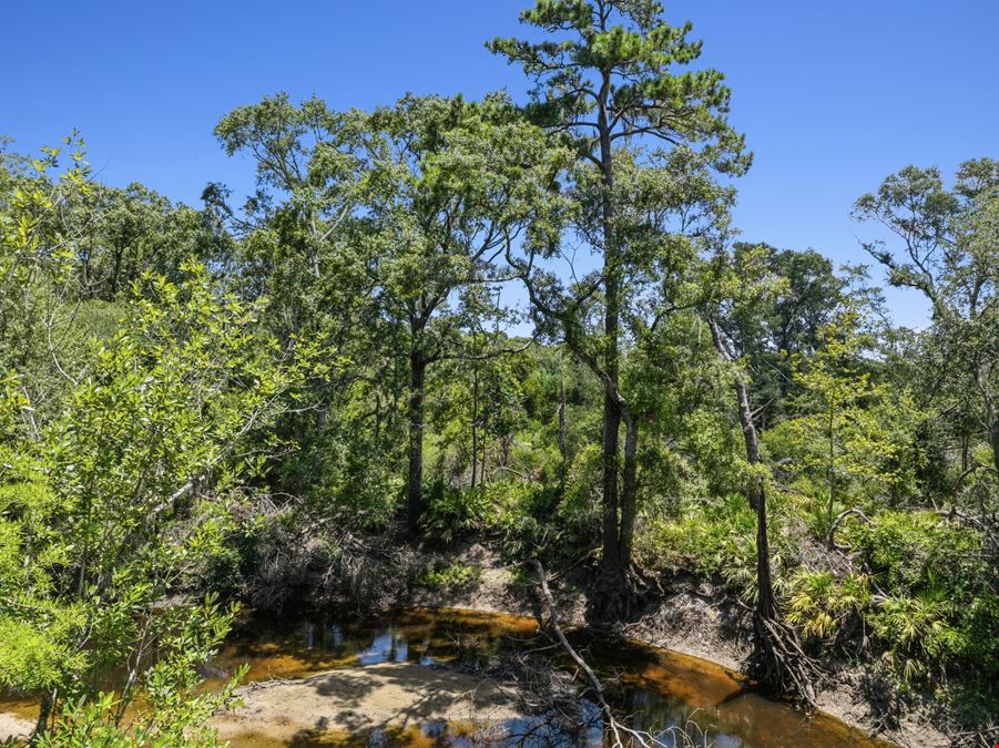 Withlacoochee River Timber and Hunting