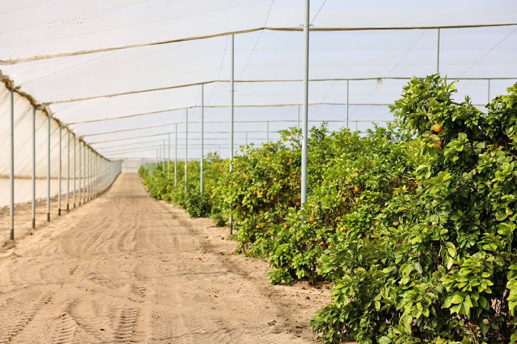 Florida Rubies Agricultural Investment Property