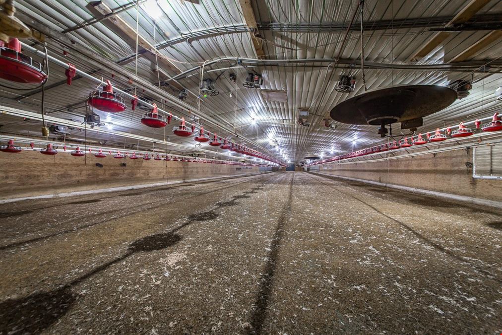 Mena AR Broiler Chicken Farm