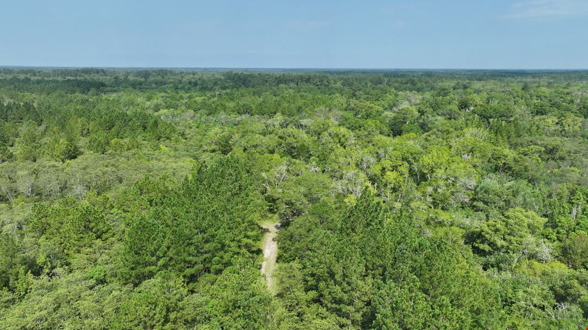 Satilla River Bottom Timberlands