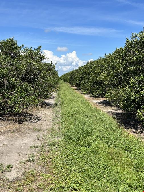 Sweetwater Citrus Grove