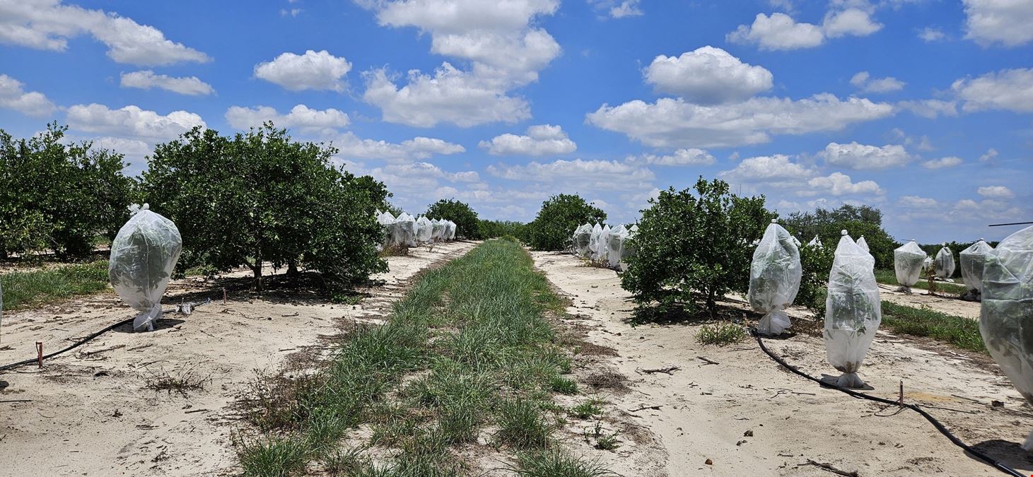 45 Acres – Valencia Grove with 10” Well in Polk County, FL