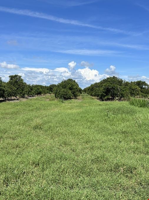 Sweetwater Citrus Grove