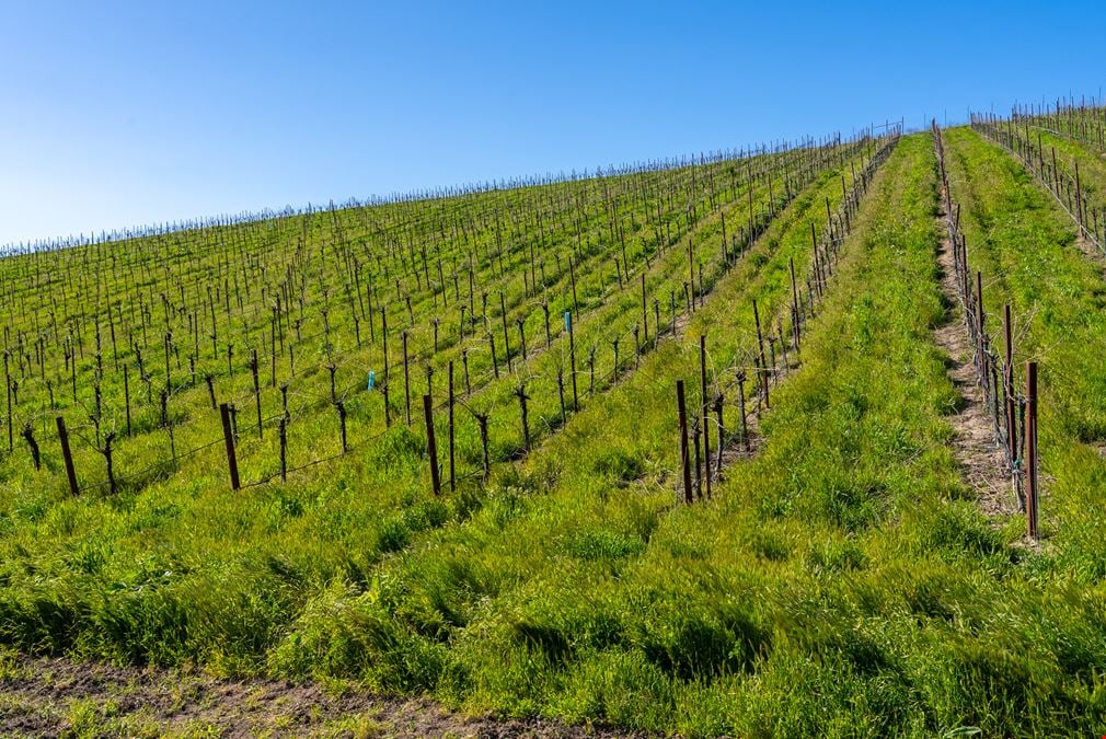 Vineyard in San Miguel