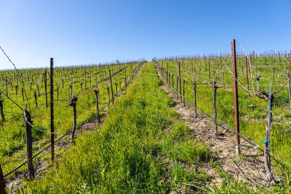 Vineyard in San Miguel