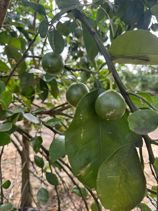 Turn-Key Citrus Under Protective Screen (CUPS) Pod