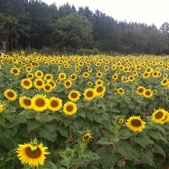 Four Ponds Farm 379 Acres