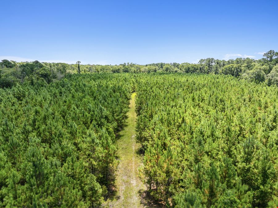 Withlacoochee River Timber and Hunting
