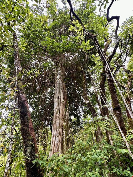 Hana Highway, Hana, HI 96713