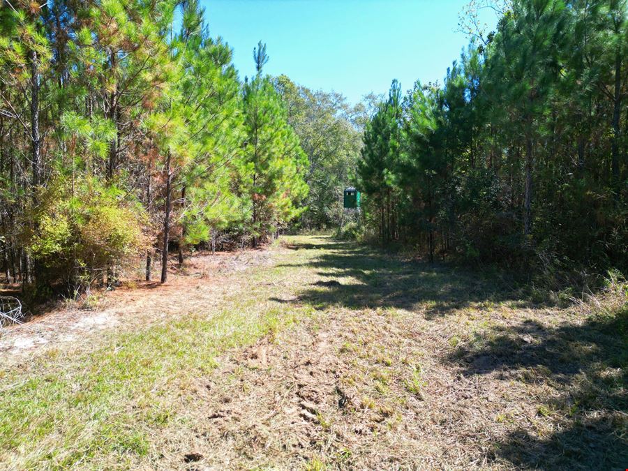 101± Acre Timber Investment with Slash Pine, Hardwoods & Hunting Near Graceville