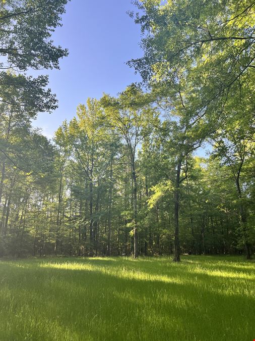 Mt. Willing Reserve