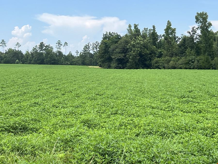 155 Acres of AG Land in Marianna, FL | Jackson County