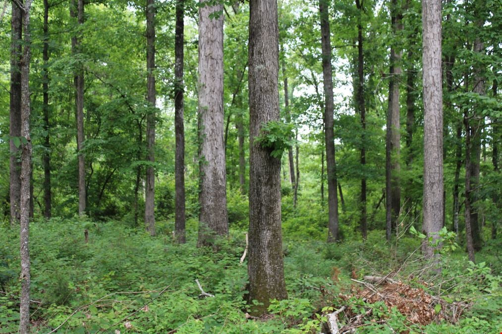 +/- 323 Acre Wooded Tract - Saluda County SC
