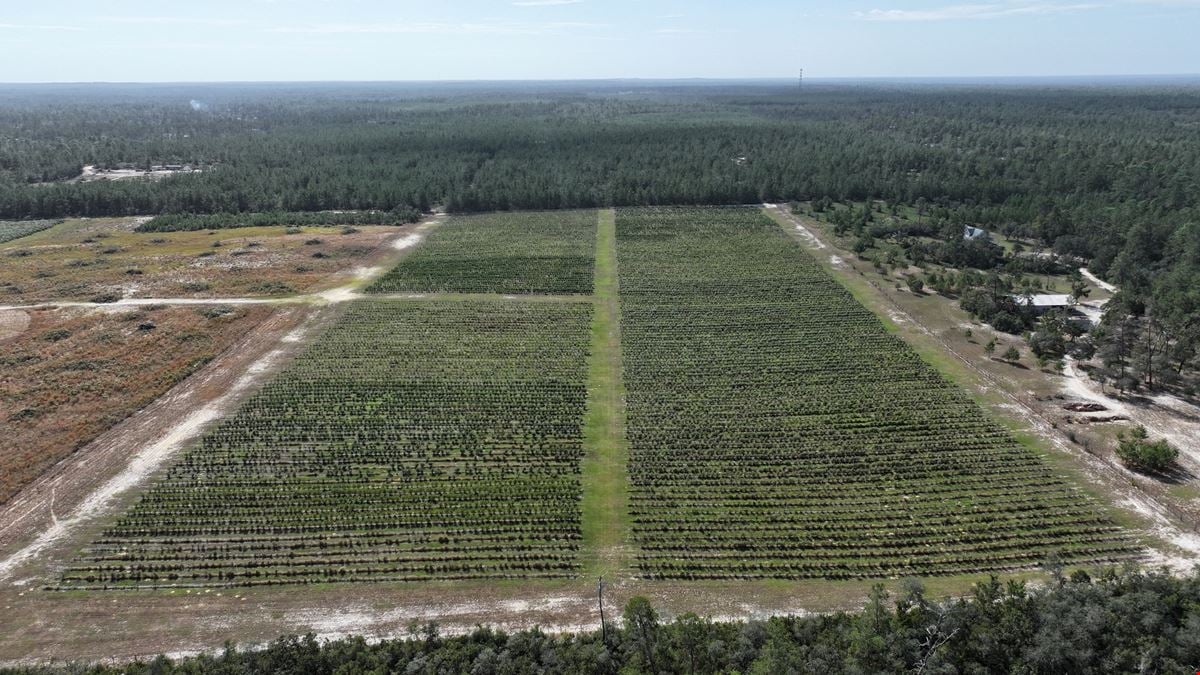 Citrus County Blueberry Farms - South