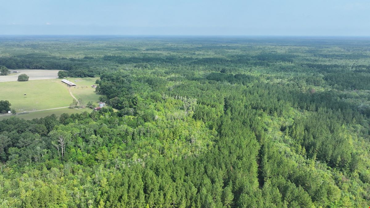 Satilla River Bottom Timberlands