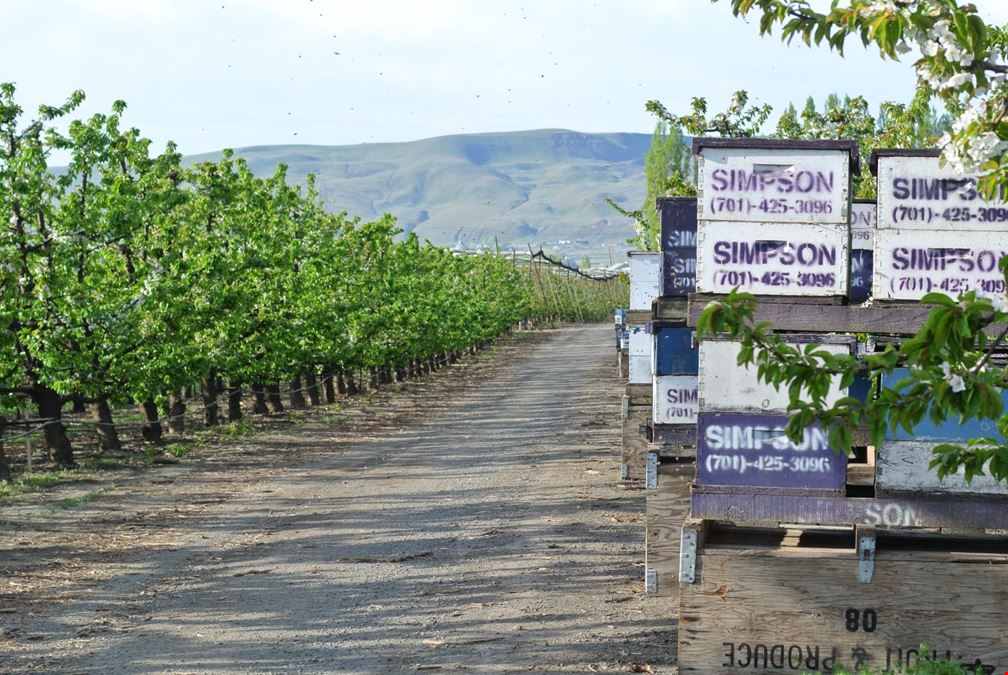 Benton Acord Orchard