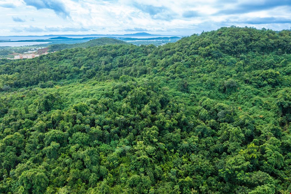 Vacant Lands Consisting 78 Cuerdas with Ocean Views in Ceiba - FOR SALE