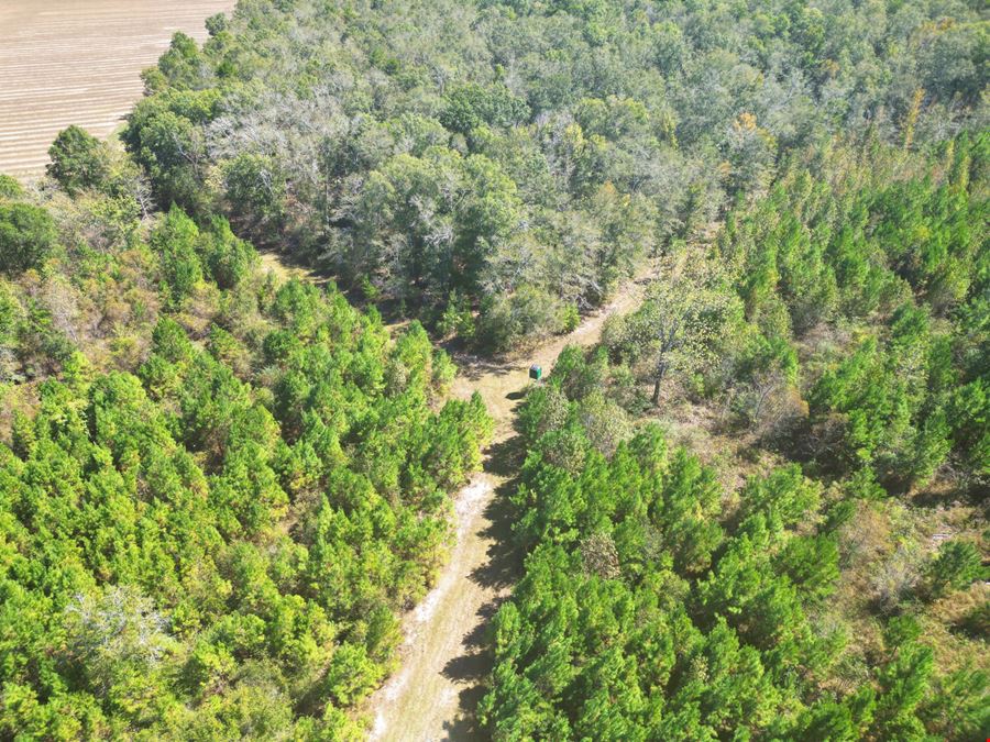 101± Acre Timber Investment with Slash Pine, Hardwoods & Hunting Near Graceville