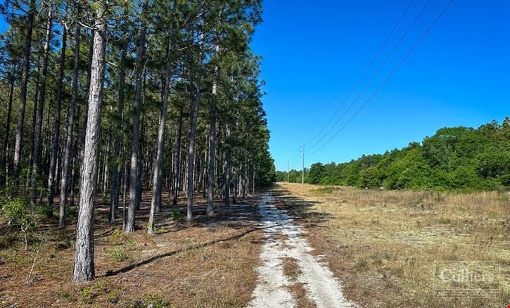 ±108-Acre Timber & Recreational Tract | Edmund, SC