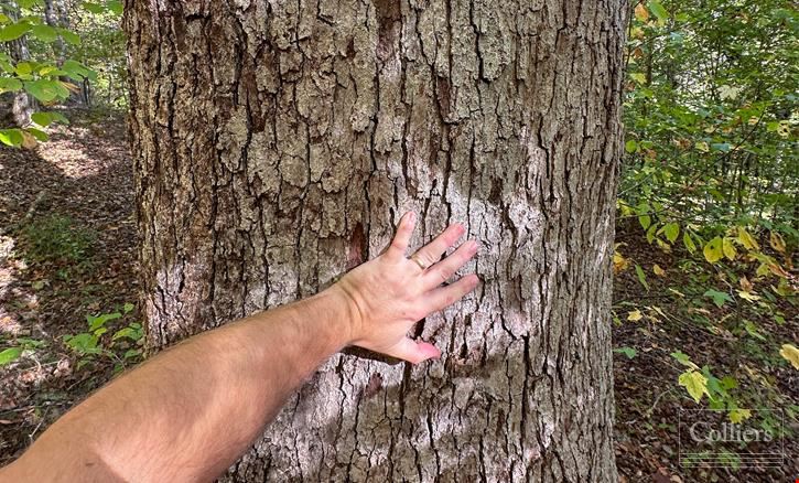 ±120.19-Acre Timber & Recreational Tract Available | Winnsboro, SC